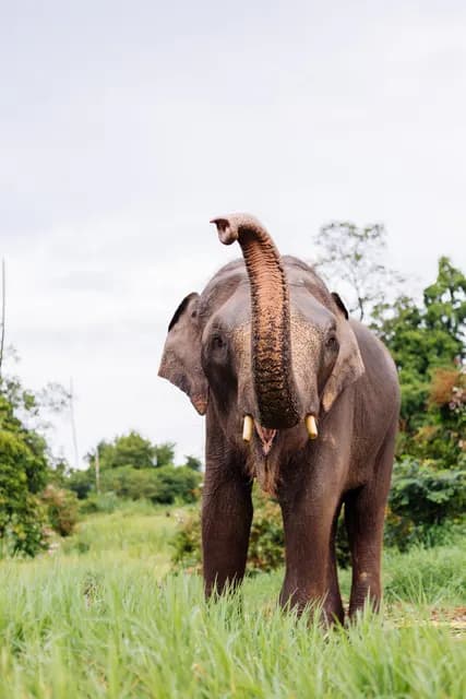 ຊ້າງເຜືອກ